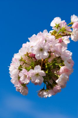Prunus serrulata 'Amanogawa' - višeň pilovitá - květenství